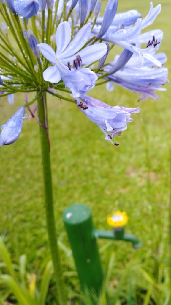 Hoa huệ châu Phi (Agapanthus africanus), hoa màu tía sáng với những giọt nước trên đó