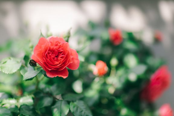 A beautiful pastel red color of a rose flower, a focus on petals on flower bud