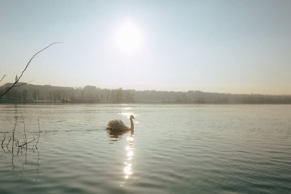 Il cigno bianco nuota nel lago in una limpida giornata di sole con i raggi del sole riflessi sulla superficie dell’acqua