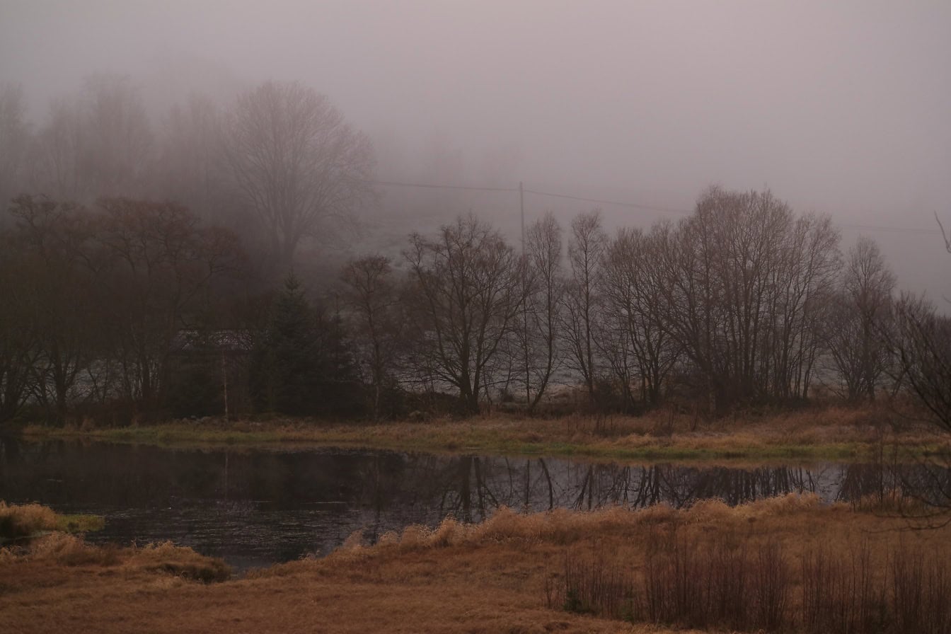 Mistige oever van het meer met droog bruin gras aan de kust van het meer, een koude herfstdag in november, Noorwegen