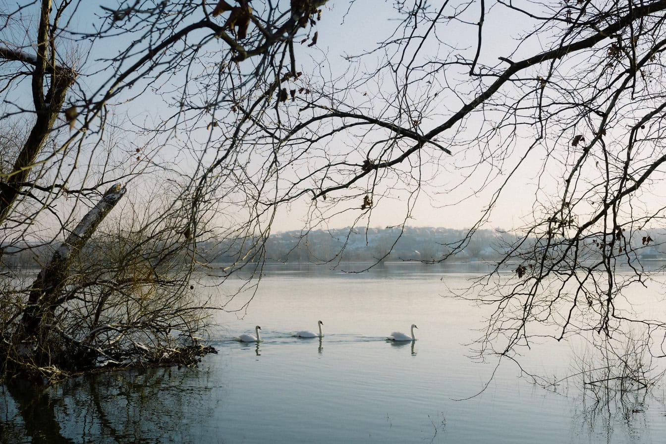 Jato od tri bijela labuda koja plivaju u jezeru, jezero Tikvara u Bačkoj Palanci, Srbija