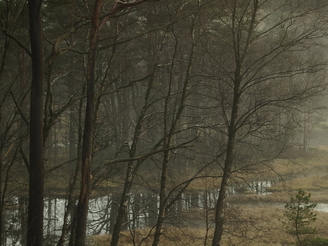 Bladlösa trädgrenar, en dimma i kall lövskog på sen höst i Norge, landskap av naturparken i Skandinavien