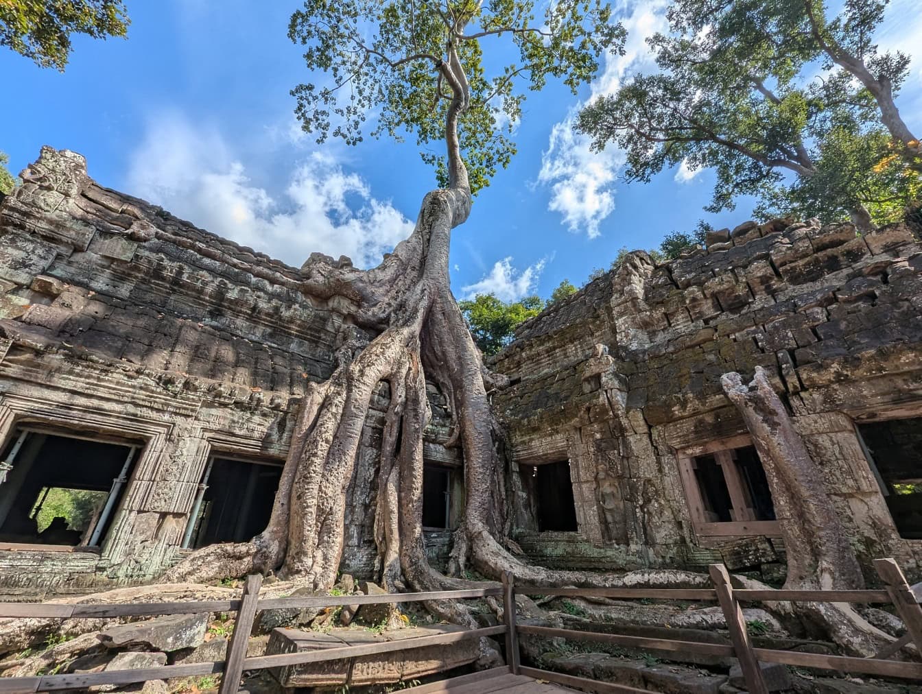 Nagy gyökerekkel rendelkező fa nő a Ta Prohm templomban, az UNESCO helyszínén és egy buddhista templomban, amelyet VII. Jayavarman anyjának, Angkor Watnak szenteltek