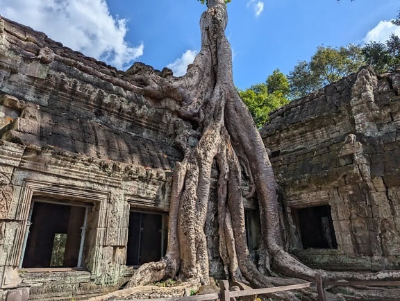 Albero che cresce all’interno oncient Khmer tempio Ta Prohm una parte del complesso Angkor Wat, Siem Reap, Cambogia