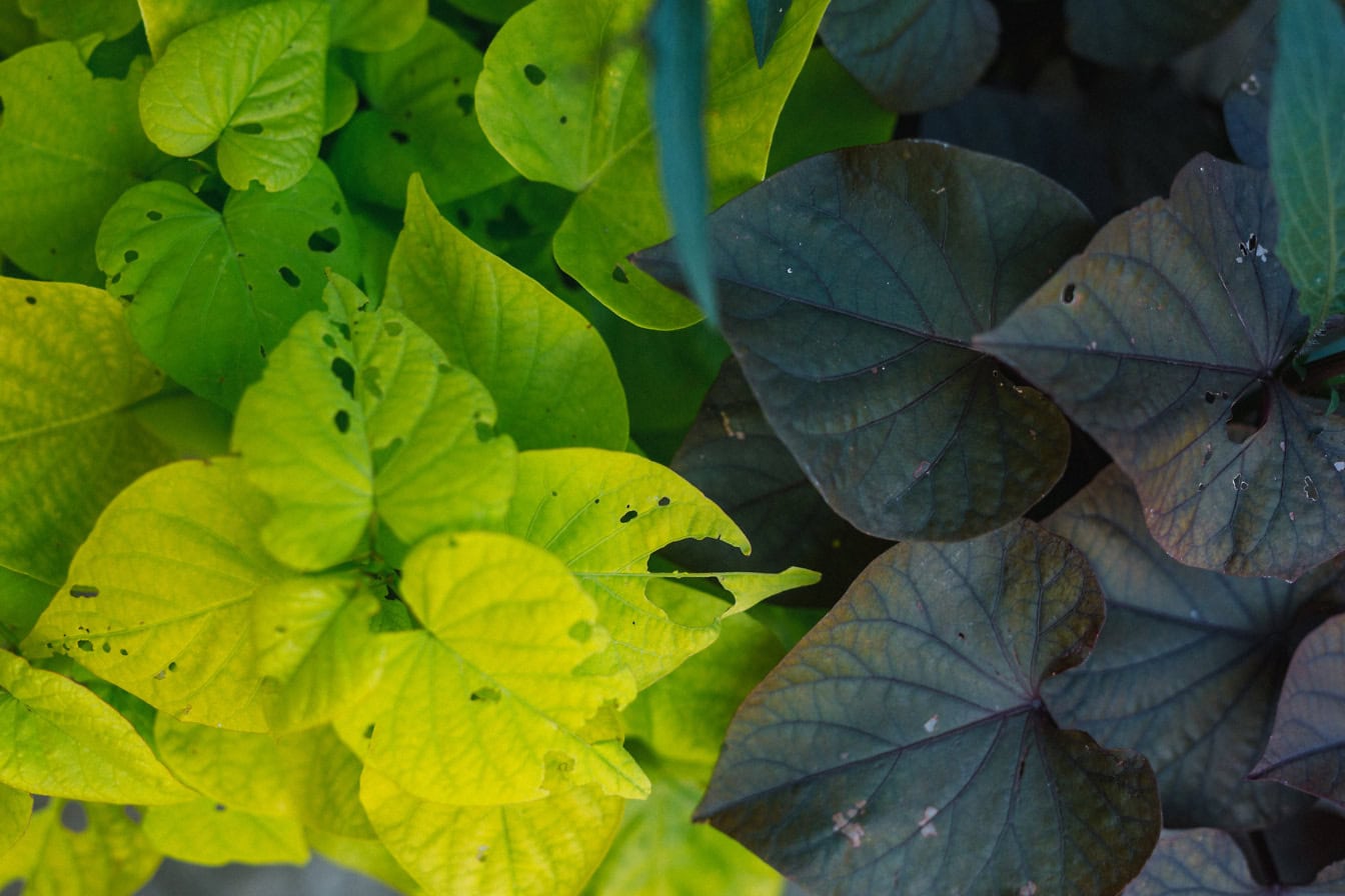 Primo piano di foglie verde giallastre con foglie verde scuro e nere