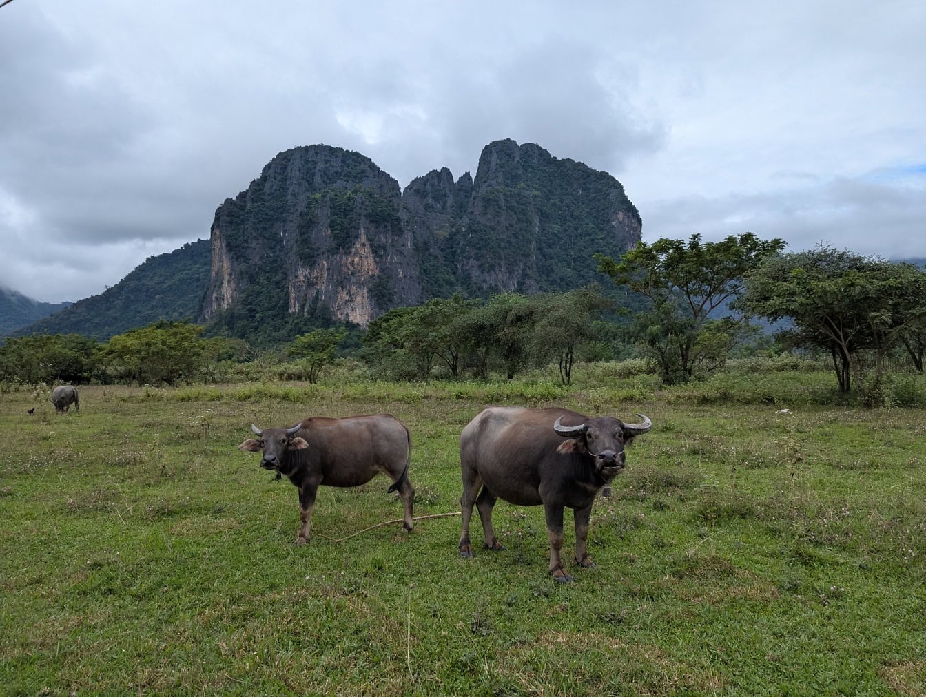 Deux buffles Carabao (Bubalus bubalis carabanesis) un buffle d’eau domestique dans un champ, une agriculture rurale, Laos