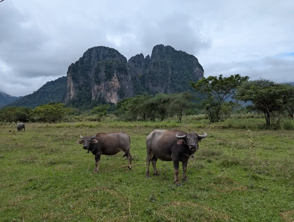 Kaksi Carabao-puhvelia (Bubalus bubalis carabanesis) talousvesipuhvelia pellolla, maaseudun maatalous, Laos