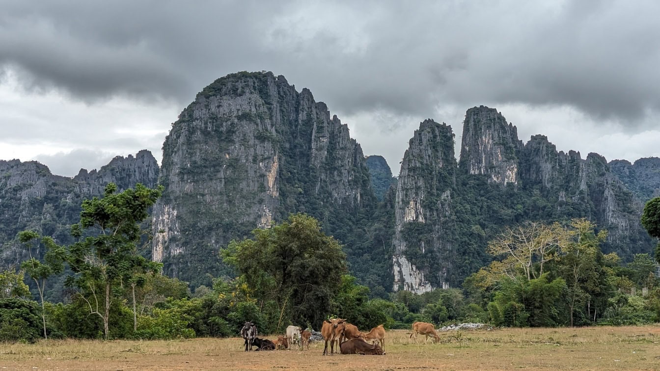 Lehmälauma pellolla, jonka taustalla näkyy vuoria, karja maaseudun maatalouspellolla, Laos