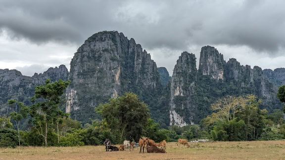 Kuhherde auf einem Feld mit Bergen im Hintergrund, ein Vieh auf einem ländlichen landwirtschaftlichen Feld, Laos