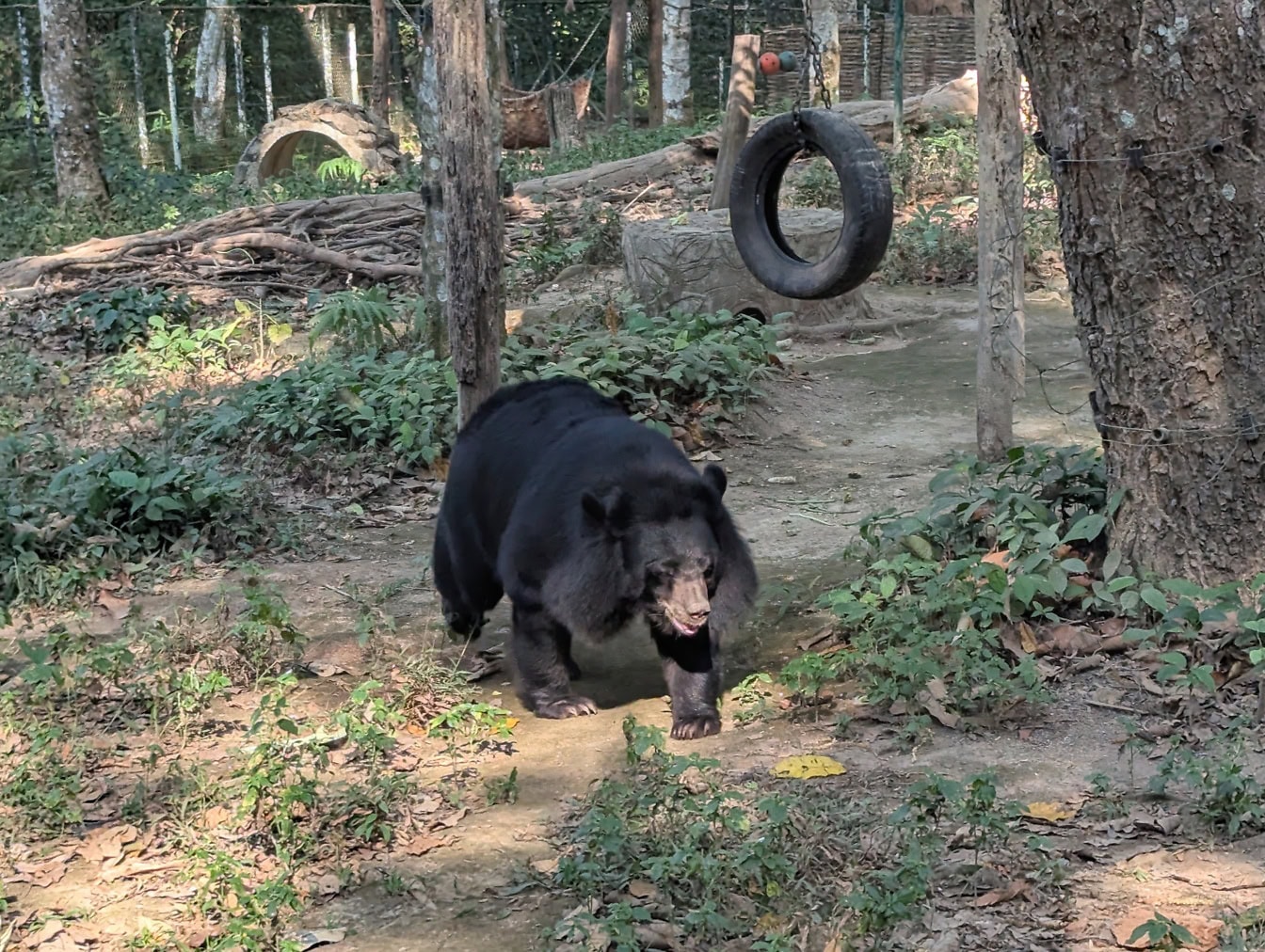 L’ours noir d’Asie (Ursus thibetanus) ou ours noir indien ou ours à poitrine blanche dans un zoo, un refuge faunique, le Laos