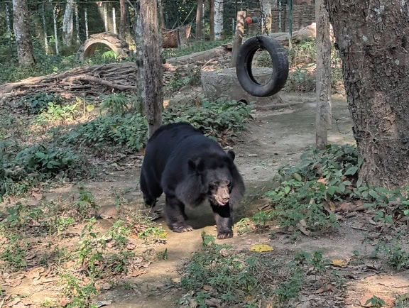 L’ours noir d’Asie (Ursus thibetanus) ou ours noir indien ou ours à poitrine blanche dans un zoo, un refuge faunique, le Laos