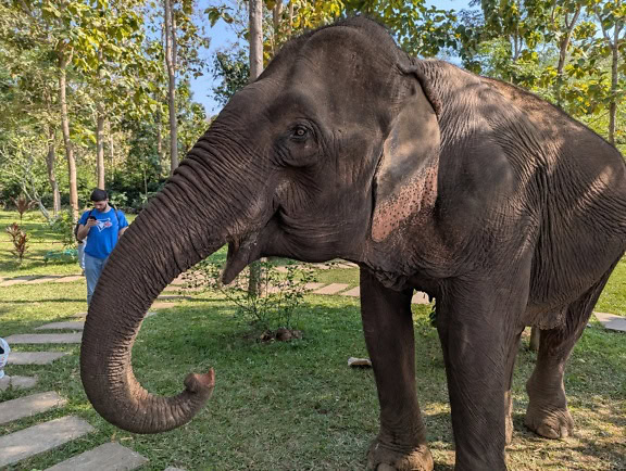 Суматранський слон (Elephas maximus sumatranus), слон, що стоїть на траві в зоопарку або заповіднику дикої природи