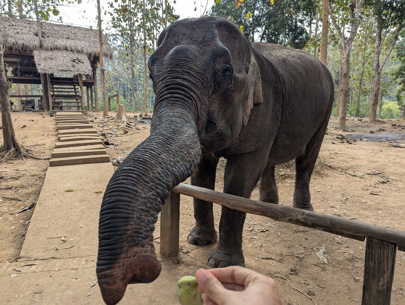 The Sumatran elephant (Elephas maximus sumatranus), an elephant in ZOO taking a food with its trunk from a hand