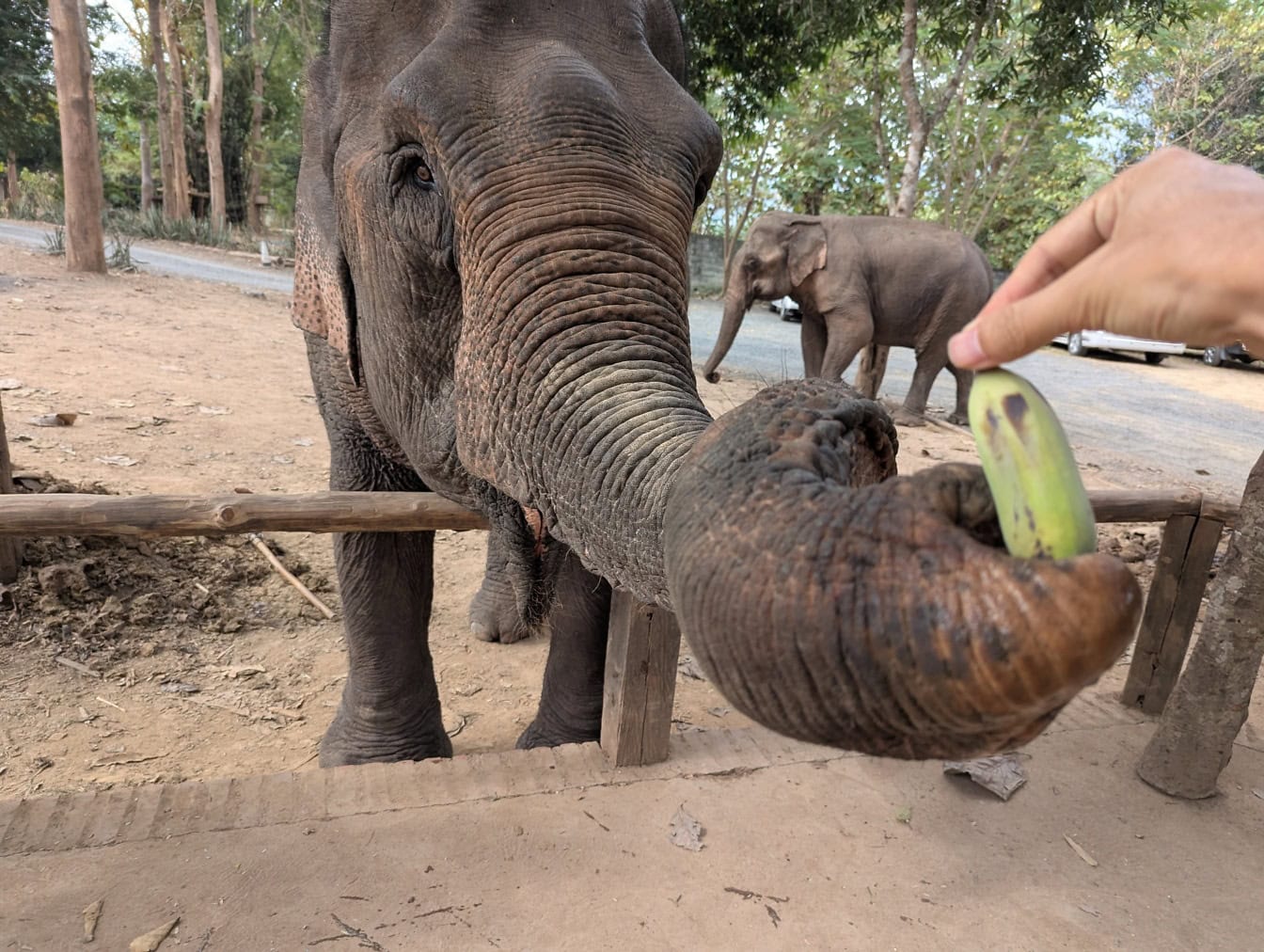 An Asian or Indian elephant (Elephas maximus) in a wildlife sanctuary takes peas with a trunk from his hand