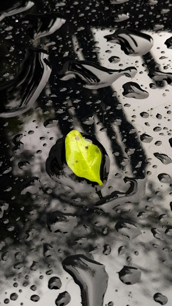 A artistic photo, dark contrast, a light yellowish Leaf on a black wet surface