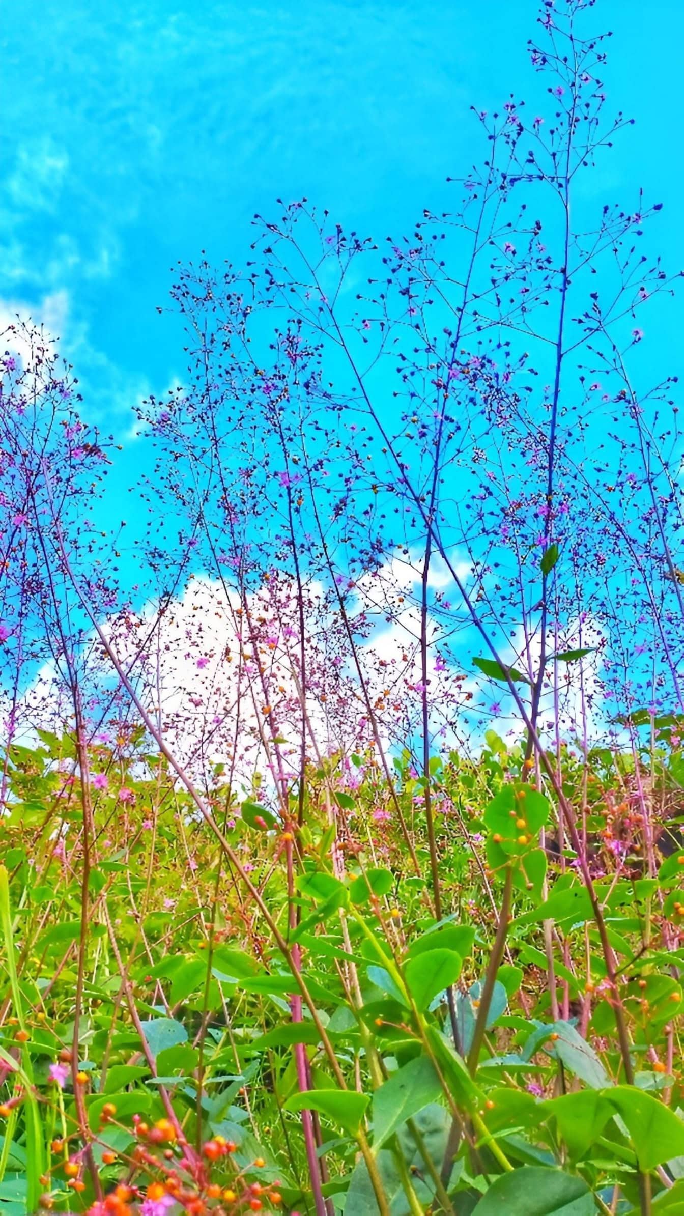 Small flowers on long stems with a dark azure blue sky in the background