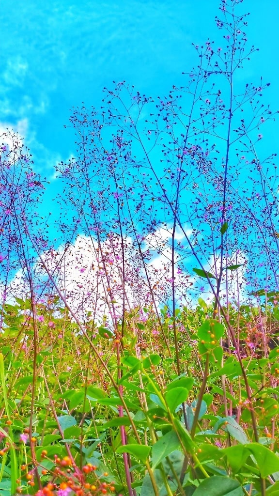 Kleine bloemen op lange stelen met een donkere azuurblauwe lucht op de achtergrond