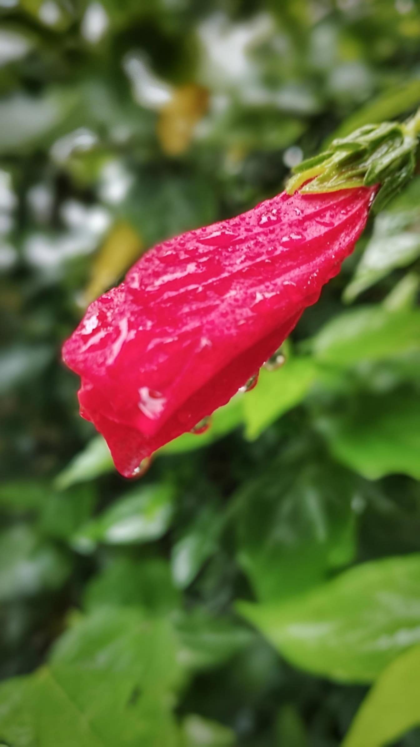 The wax mallow or Turk's cap or turban, sleeping hibiscus or manzanilla (Malvaviscus arboreus Dill. ex Cav.), a close-up of a pinkish-red flower with dew