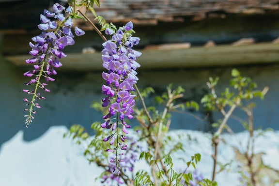 Fioletowe kwiaty, glicynia chińska (Wisteria sinensis), winorośl liściasta przypominająca drzewo akacjowe