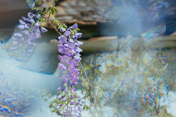 Detail květu fialové akácie, příklad uměleckého záměrného rozostření fotografie