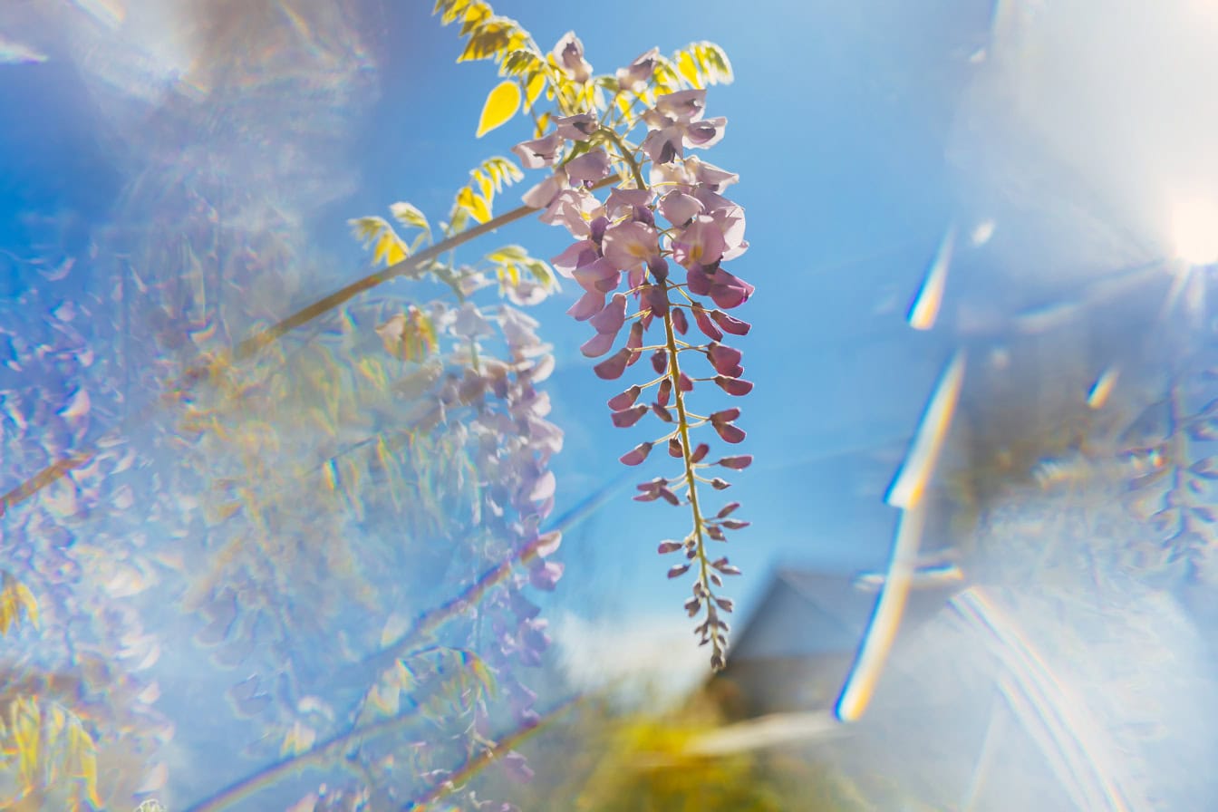 Een purperachtige acaciabloem met glanzende blauwe hemel als achtergrond, een voorbeeld van opzettelijke artistieke onscherpte in de fotografie