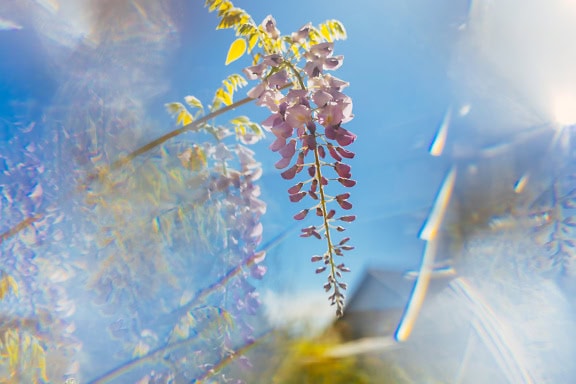 A purplish acacia flower with glossy blue sky as background, an example deliberate artistic blur in photography