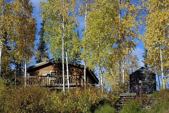 wooden, log, cabins
