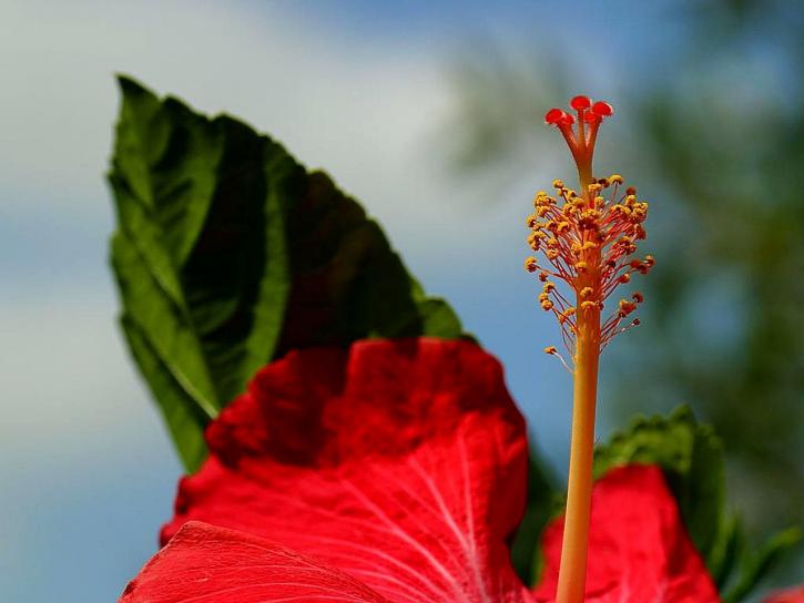 хибискус, червено цвете