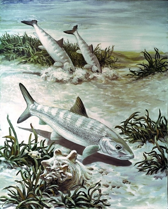 Bonefish, изкуство, изображение