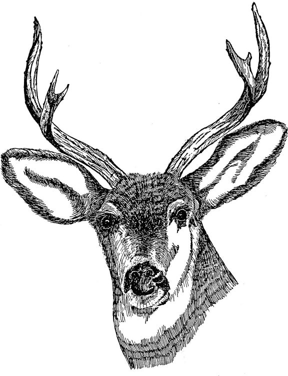 deer, head, drawing, art