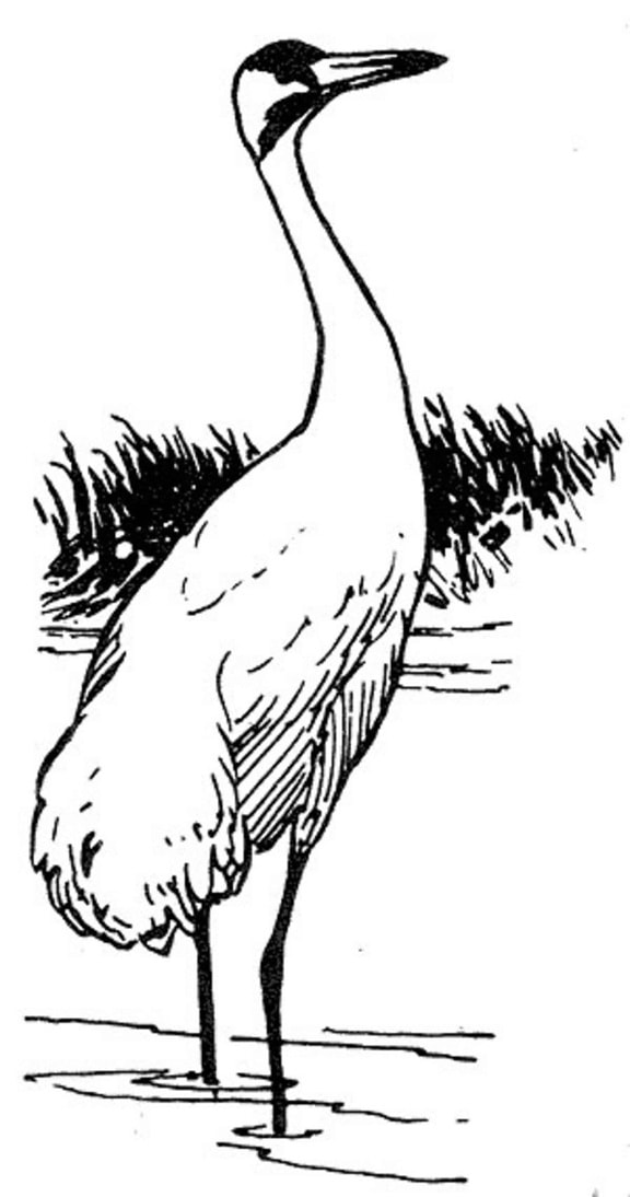 whooping crane, line art illustration