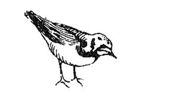arenaria interpres, ilustración en blanco y negro