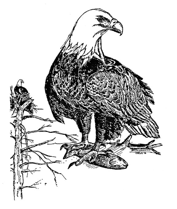 skallig, örn, hand, teckning, haliaeetus leucocephalus