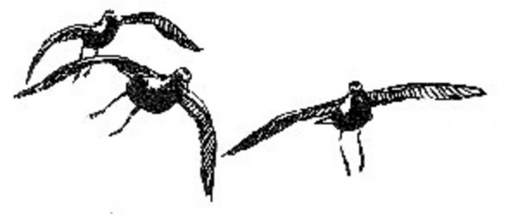 รูปวาด ศิลปะ นก นกหัวโตกิน โกลเด้น