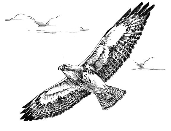 black and white, line, art, drawing, swainson, hawk, bird, flight