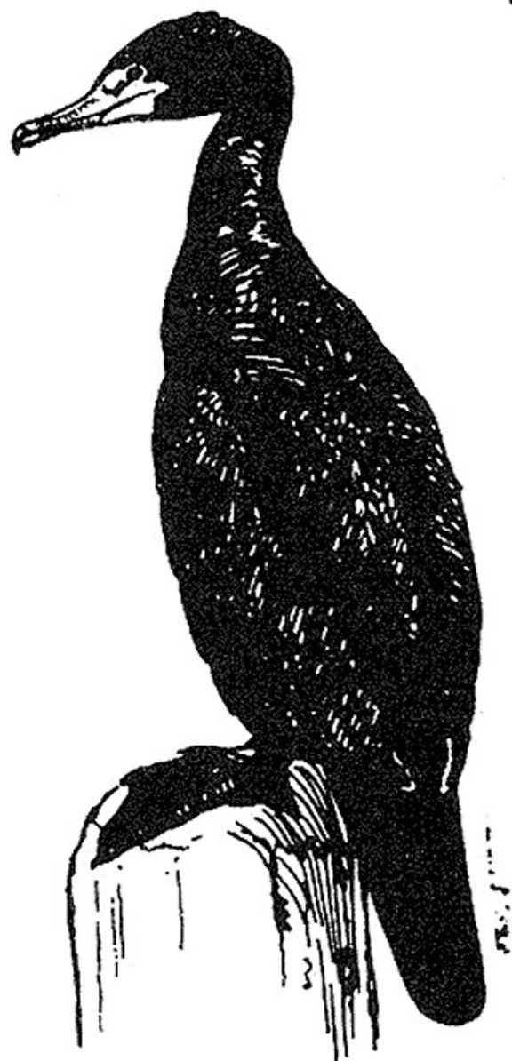 black and white, line, art, cormorant, bird