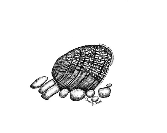 black and white, line, illustration, birdwing, pearly, mussel, lemiox, rimosus