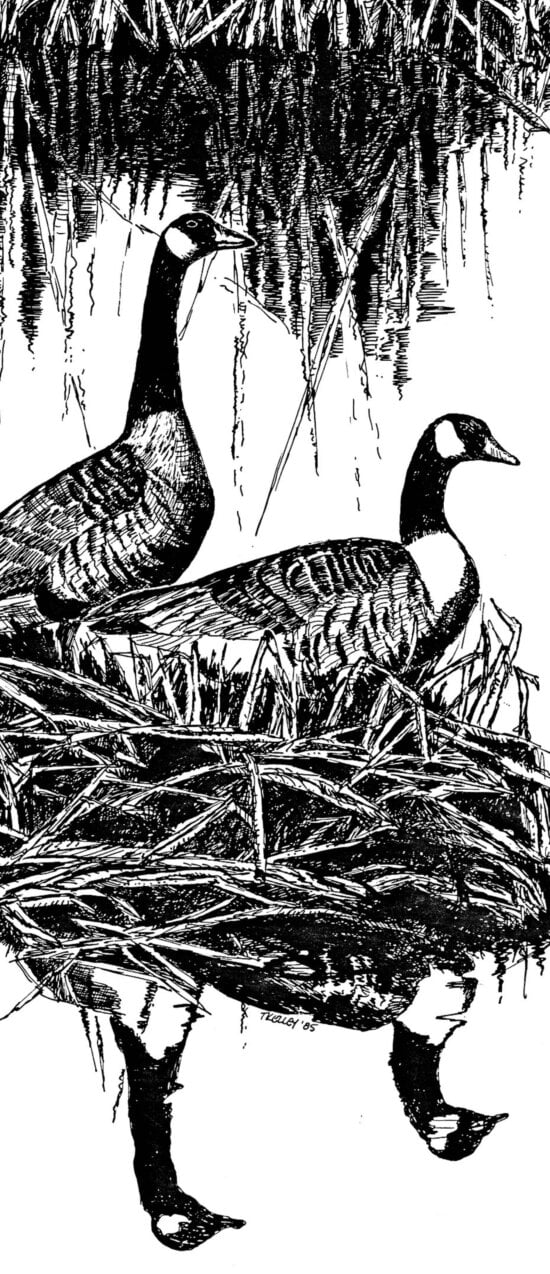 Canada geese, art, work, line, drawing