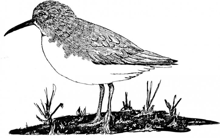 kreslení, bílá, papír, calidris alpina, Jespák obecný, ptačí