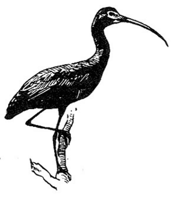 glanset, ibis, fugl, linje, tegning, svart-hvitt, plegadis falcinellus