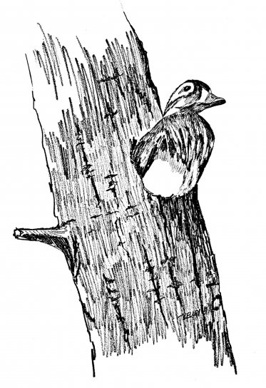 Хен дерев'яні качки, гніздо, sponsa, художні, Фото