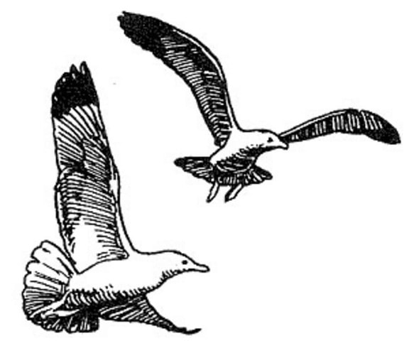 Herring gull, baris, menggambar, seni