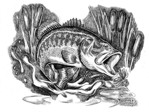 illustration, tegne, largemouth bas, micropterus, salmoides, cattails