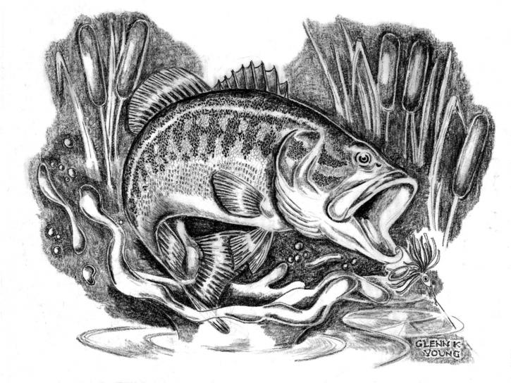 illustrasjon, tegning, largemouth bass, micropterus, salmoides, cattails