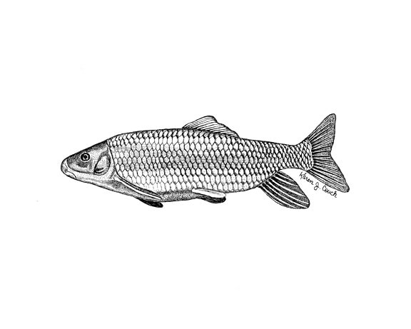 illustration, robust, redhorse, fish, moxostoma, robustum