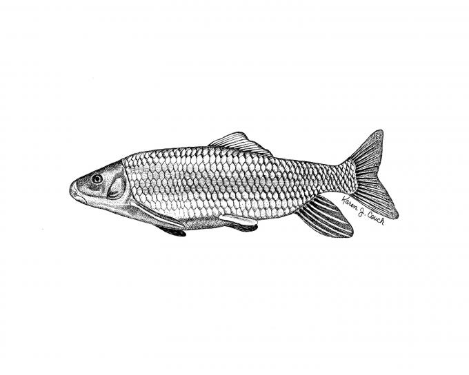 illustrazione, robusto, Redhorse, pesce, moxostoma, robustum