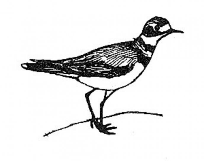 killdeer, bird, line, art, drawing, charadrius vociferus