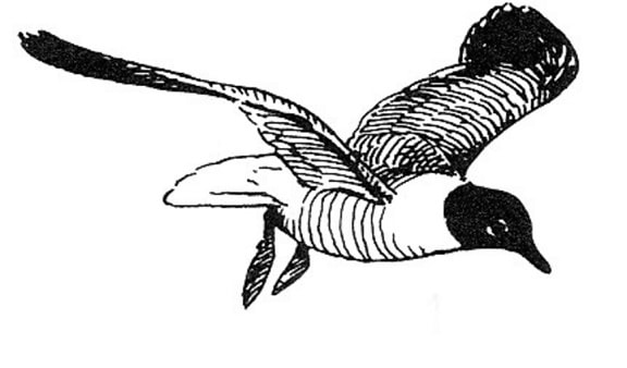 larus, atricilla, laughting, gull, artwork, drawing