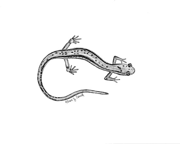 linija, umjetnosti, crno i bijelo, crtanje, dva, podstavljen, salamander, eurycea, bislineata