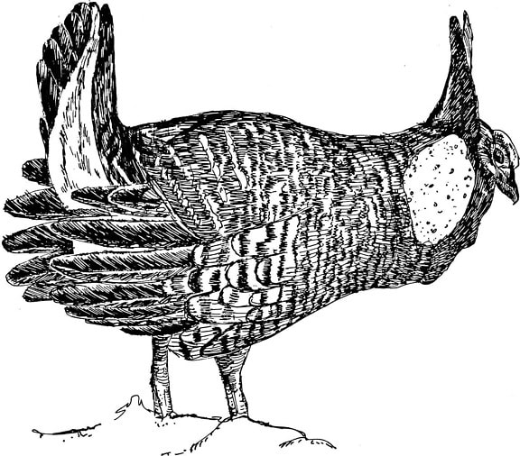 line, art, black and white illustration, prairie, chicken, bird, tympanuchus cupido
